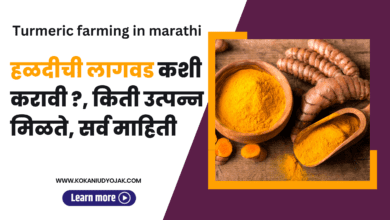 turmeric farming in marathi